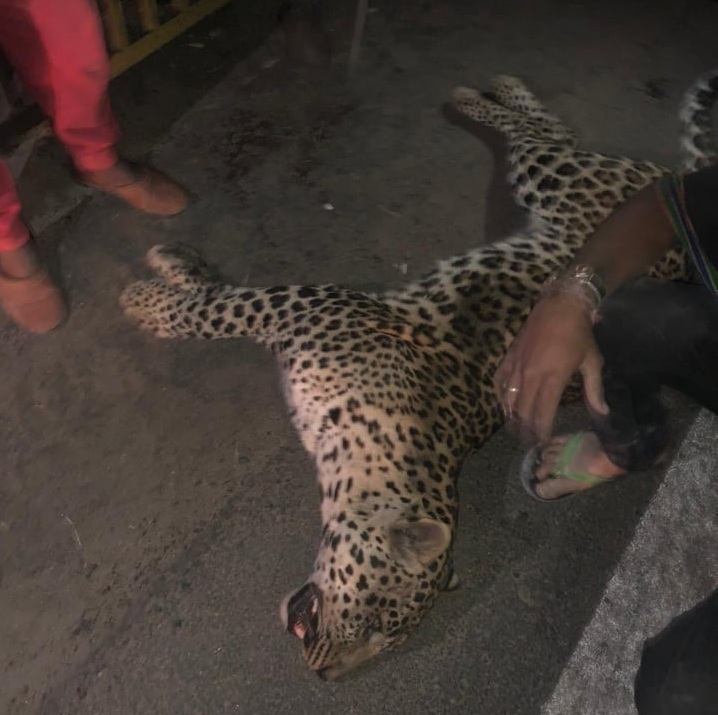 Leopard Spotted Ahmedabad: Leopard Spotted On City's Outskirts